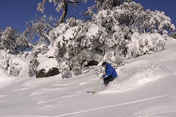 perisher freshies